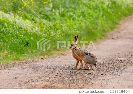 European hare on the outskirts of the small town of Mystogene in South Moravia, Czech Republic, Central Europe European hare on the outskirts of the small town of Mystogene in South Moravia, Czech Republic, Central Europe 115219404