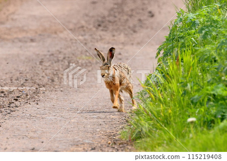 European hare on the outskirts of the small town of Mystogene in South Moravia, Czech Republic, Central Europe European hare on the outskirts of the small town of Mystogene in South Moravia, Czech Republic, Central Europe 115219408