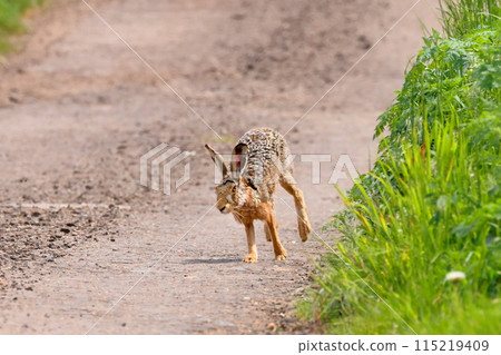 European hare on the outskirts of the small town of Mystogene in South Moravia, Czech Republic, Central Europe European hare on the outskirts of the small town of Mystogene in South Moravia, Czech Republic, Central Europe 115219409