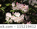 The pretty pale pink Yakushima rhododendron The pretty pale pink Yakushima rhododendron 115219412