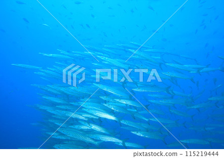 梭魚 (Sphyraenidae) 群 115219444