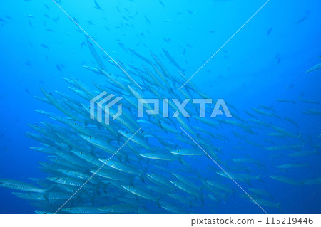 梭魚 (Sphyraenidae) 群 115219446