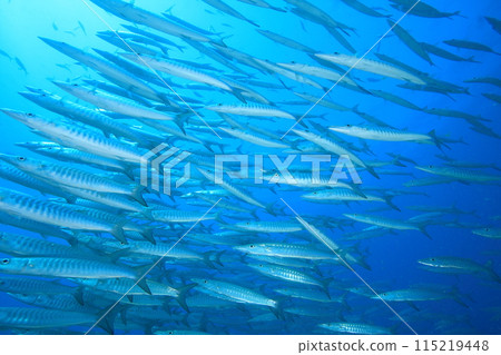 梭魚 (Sphyraenidae) 群 115219448