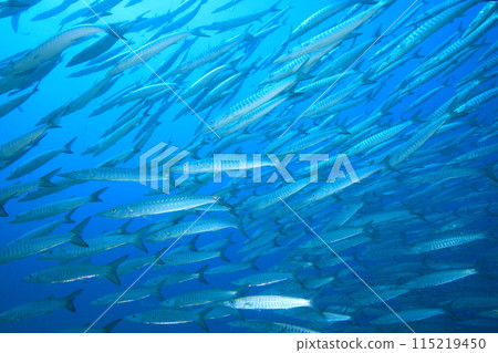 Barracuda (Sphyraenidae) herd 115219450