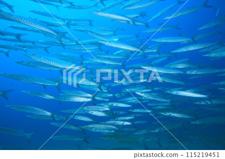 梭魚 (Sphyraenidae) 群 115219451