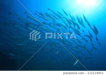 梭魚 (Sphyraenidae) 群 115219452