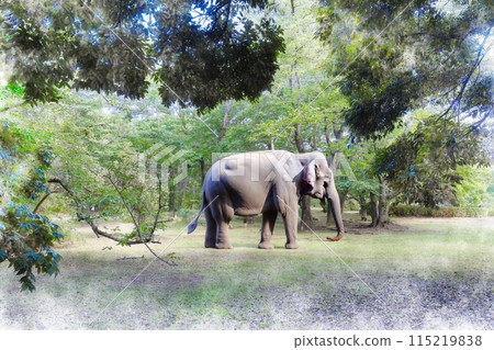 Elephant walking in the park 115219838