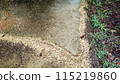 texture of leaf and flower  after raining 115219860
