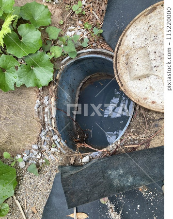 樹根改造的污水池 115220000