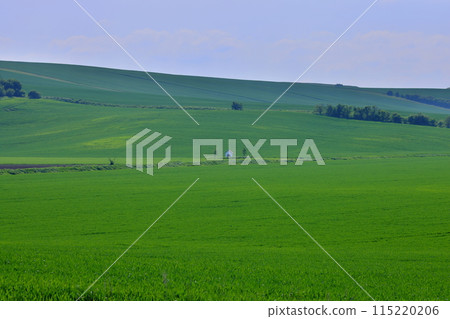 View of the Moravian steppe with a small chapel near Stawiese in the South Moravian region of the Czech Republic in Central Europe 115220206