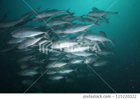 School of horse mackerel (Big-eyed jack) School of horse mackerel (Big-eyed jack) 115220322