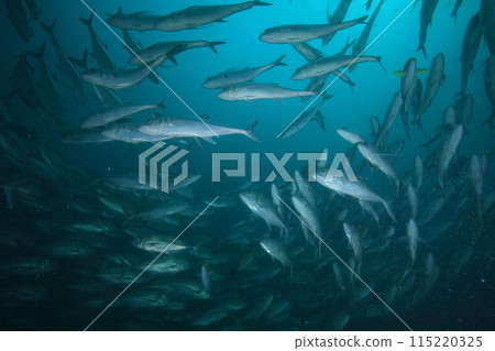 竹莢魚群(大眼竹莢魚) 竹莢魚群(大眼竹莢魚) 115220325