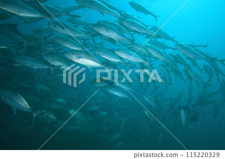 竹莢魚群(大眼竹莢魚) 竹莢魚群(大眼竹莢魚) 115220329
