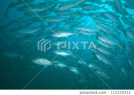 School of horse mackerel (Big-eyed jack) School of horse mackerel (Big-eyed jack) 115220331