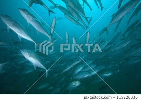 School of horse mackerel (Big-eyed jack) School of horse mackerel (Big-eyed jack) 115220336