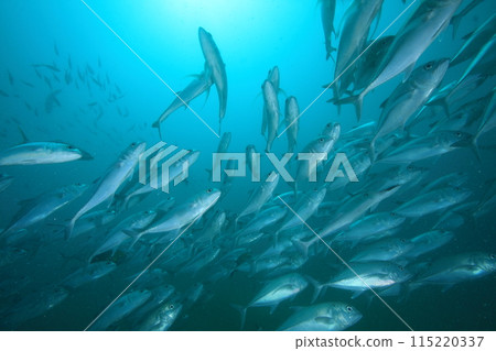 School of horse mackerel (Big-eyed jack) School of horse mackerel (Big-eyed jack) 115220337
