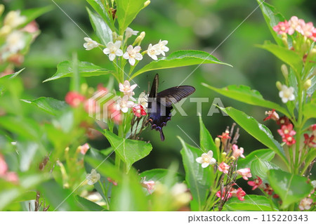 A swallowtail butterfly sucking nectar from a Hakone Deutzia A swallowtail butterfly sucking nectar from a Hakone Deutzia 115220343