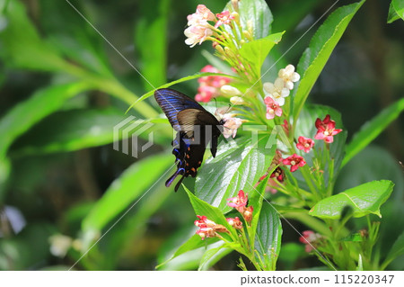 A swallowtail butterfly sucking nectar from a Hakone Deutzia A swallowtail butterfly sucking nectar from a Hakone Deutzia 115220347