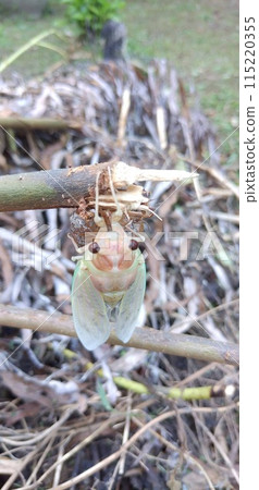 A transparent cicada shell that shines green 115220355