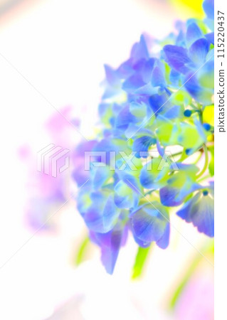 繡球花開的時候，主角水無月 115220437