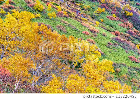 Hokkaido Daisetsuzan Akadake: Ginsendai covered in autumn leaves 115220455
