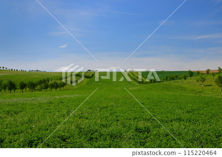 中歐捷克共和國南摩拉維亞斯塔維塞附近的摩拉維亞草原上，一排排樹木起伏 115220464