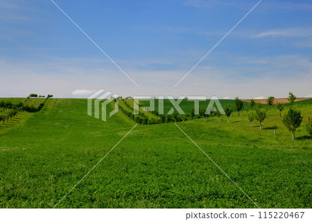 Tree line along the rolling hills of the Moravian steppe near Stawiese in South Moravia, Czech Republic, Central Europe 115220467