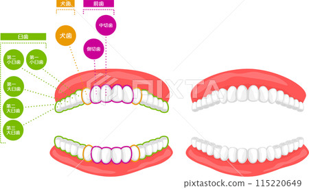 Illustration of tooth parts Illustration of tooth parts 115220649