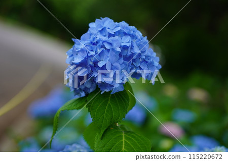 繡球 繡球 115220672