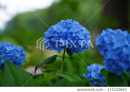 Hydrangea 115220681