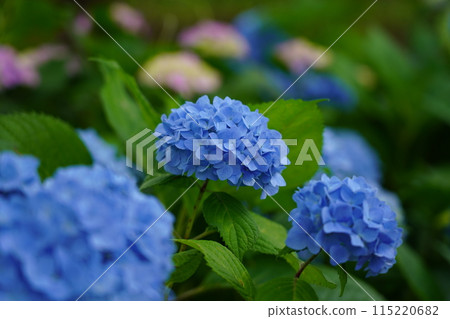 Hydrangea 115220682