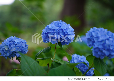 Hydrangea Hydrangea 115220689