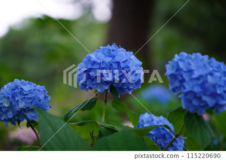 Hydrangea 115220690