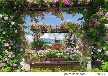 Echigo Hillside National Park Fragrant Rose Festival 115220727