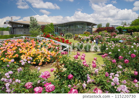 Echigo Hillside National Park Fragrant Rose Festival 115220730