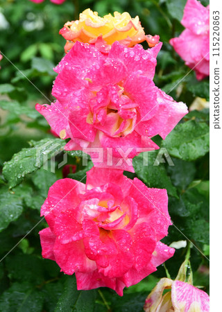 Rose Continuation Rose Continuation 115220863