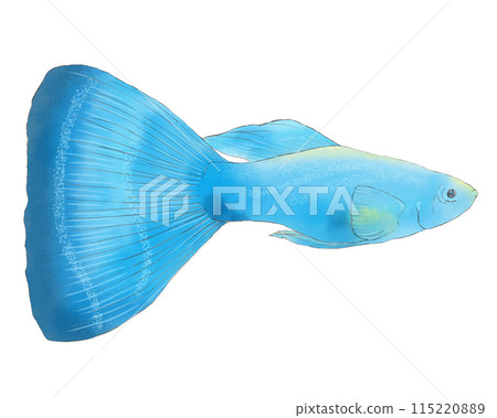 Illustration of a swimming guppy 115220889