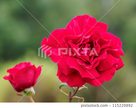 沾滿晨露的紅玫瑰 115220892