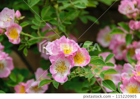 可愛的玫瑰花朵 115220905