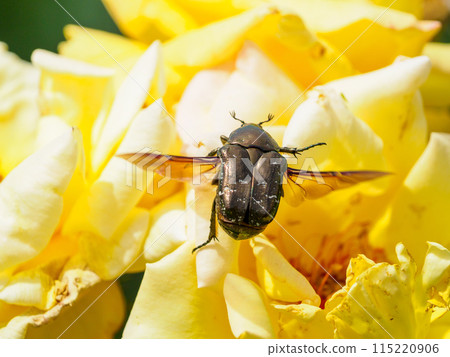 A scarab beetle flies out of a yellow rose flower A scarab beetle flies out of a yellow rose flower 115220906