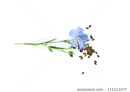 Common flax flowers, stalks and seeds isolated on white 115221077