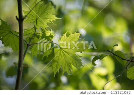 Maple leaves highlighted by the sunlight shining through it 115221082