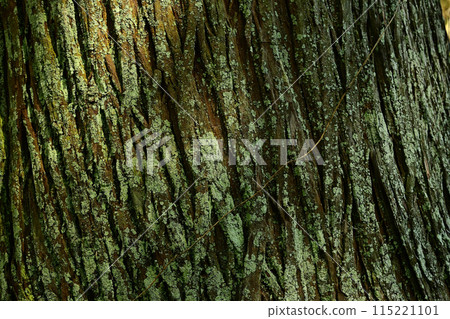 樹皮樹 115221101