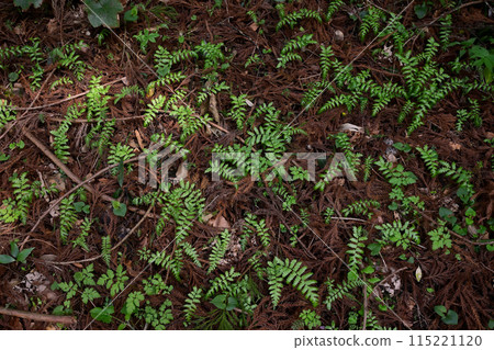 fern plant 115221120