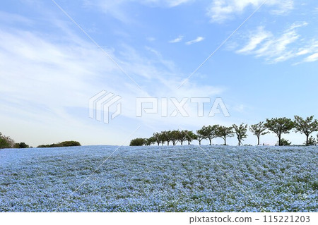 Nemophila field (Konohana-ku, Osaka City, Osaka Prefecture) 115221203