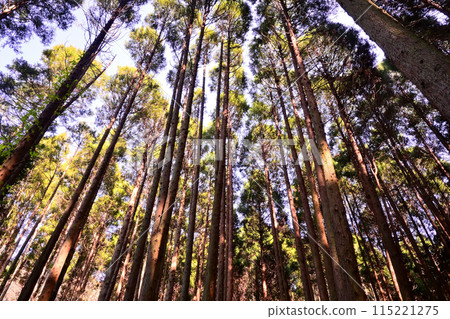 Hayashi Forest Takaki陽光 Hayashi Forest Takaki陽光 115221275