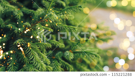 A close-up of a young fir branch with a garland in the summer 115221288