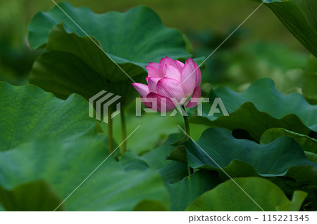 Landscape with lotus flowers 115221345