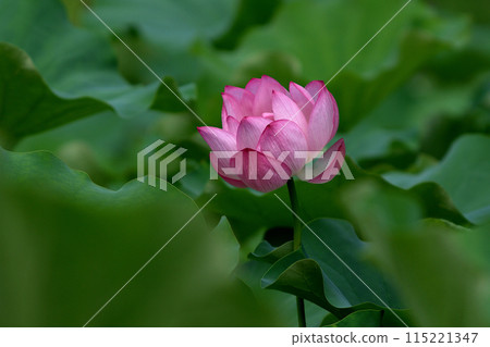 lotus buds and petals 115221347