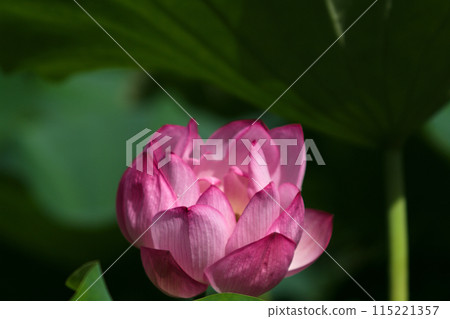 Flowered lotus flower 115221357